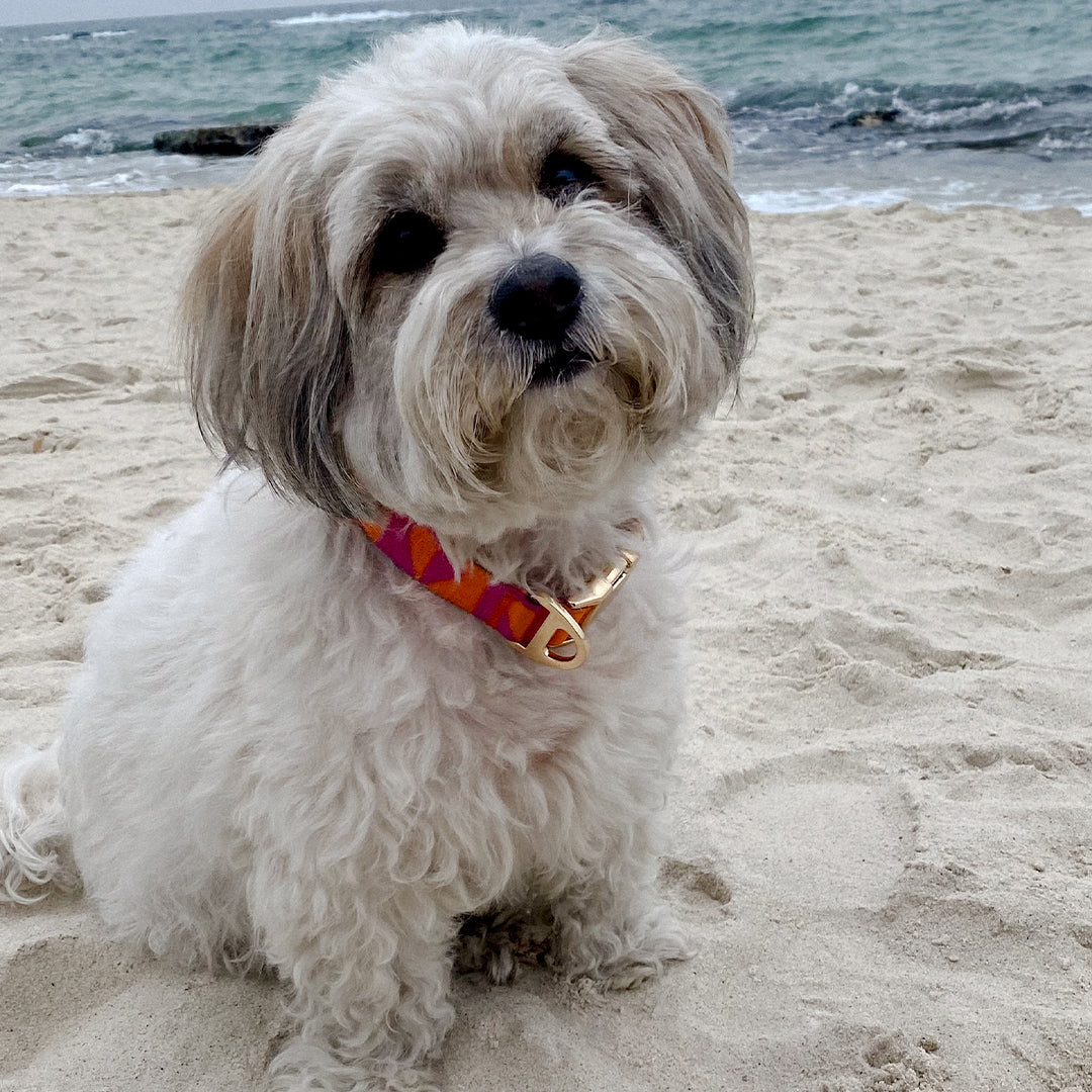 Leela Quantum HEAL® 자카드 강아지 목줄