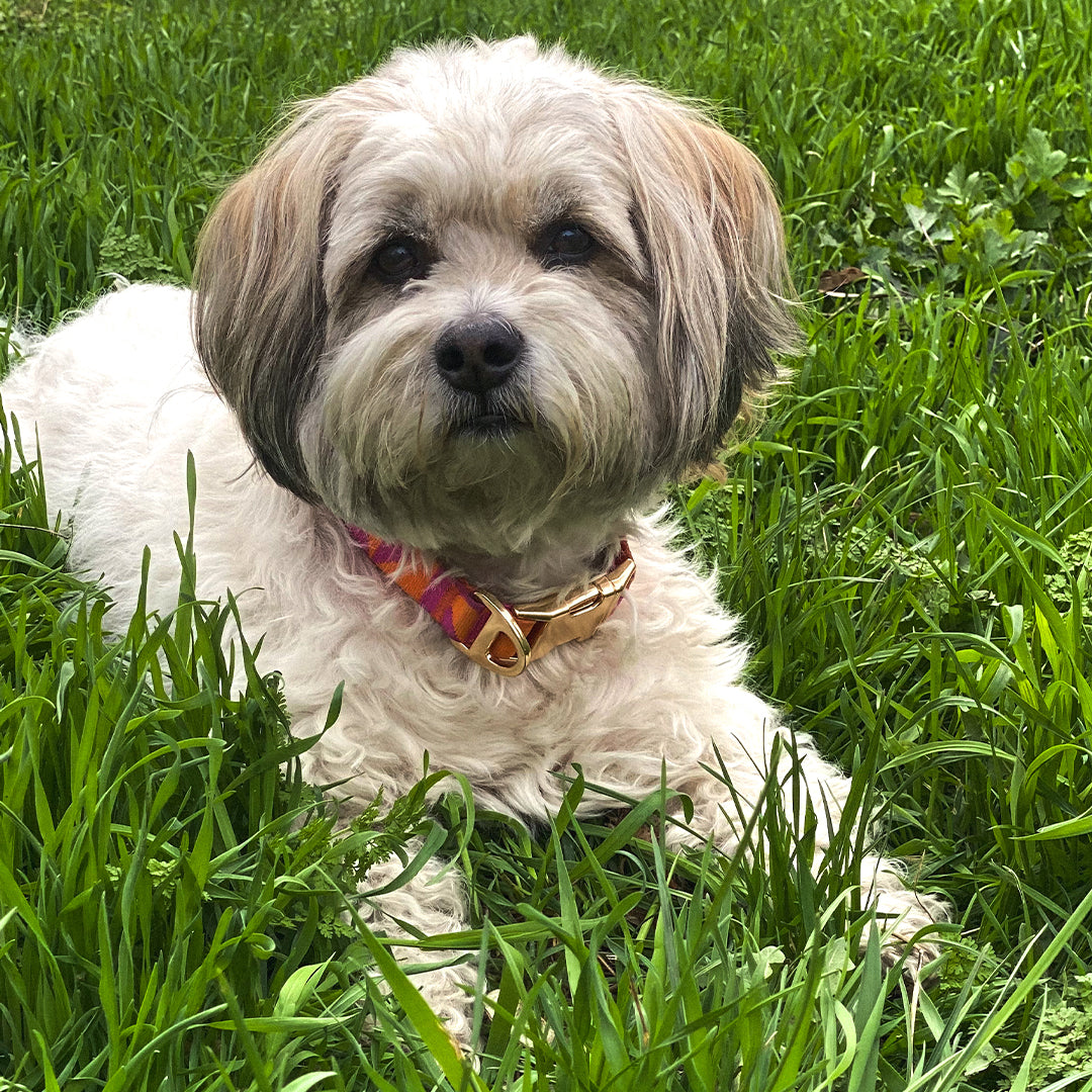 Leela Quantum HEAL® 자카드 강아지 목줄 